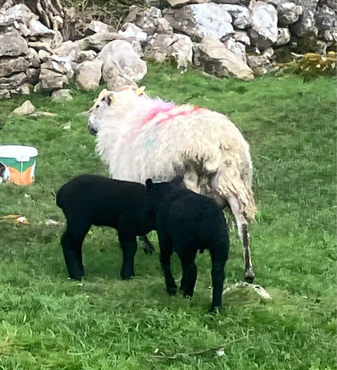 5 Mule first crop Ewes and twin lambs - Image 4