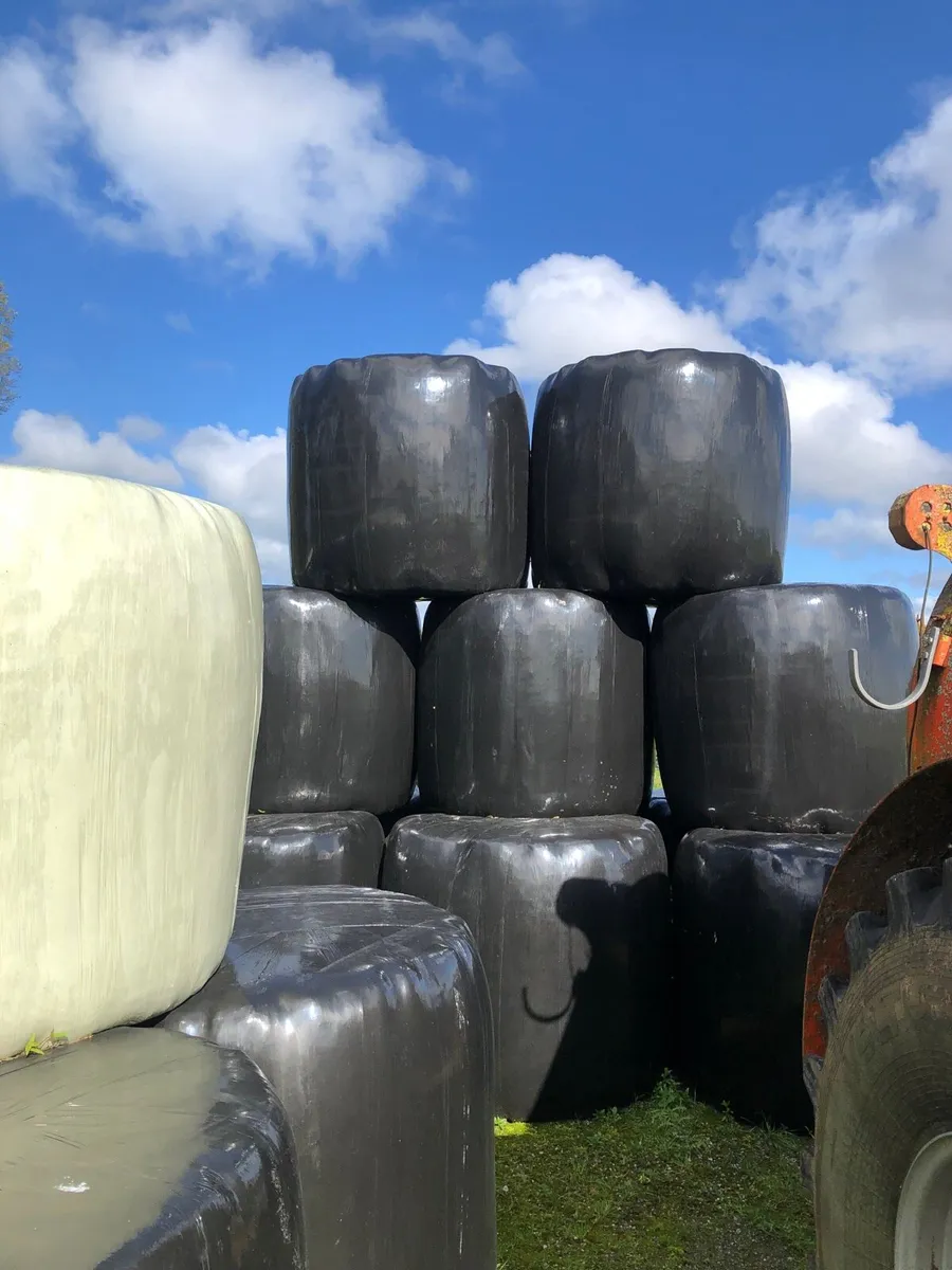 Silage for sale