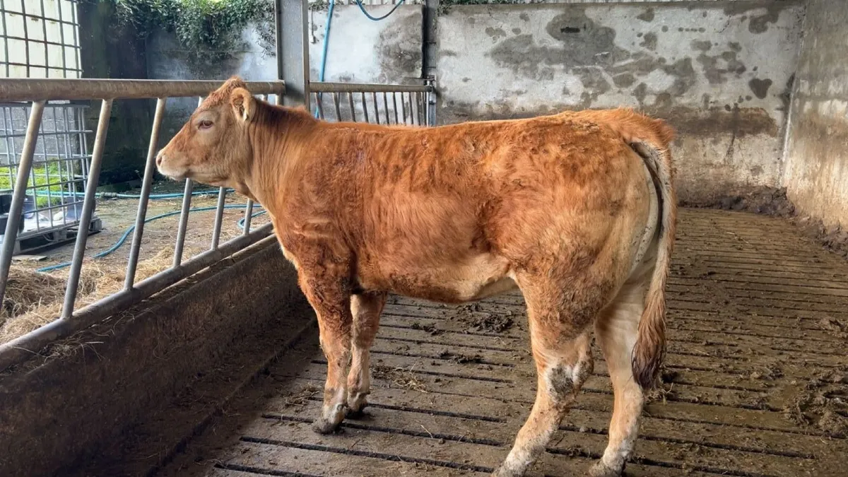 Pedigree Limousin  Heifer ⭐⭐⭐⭐⭐ - Image 1