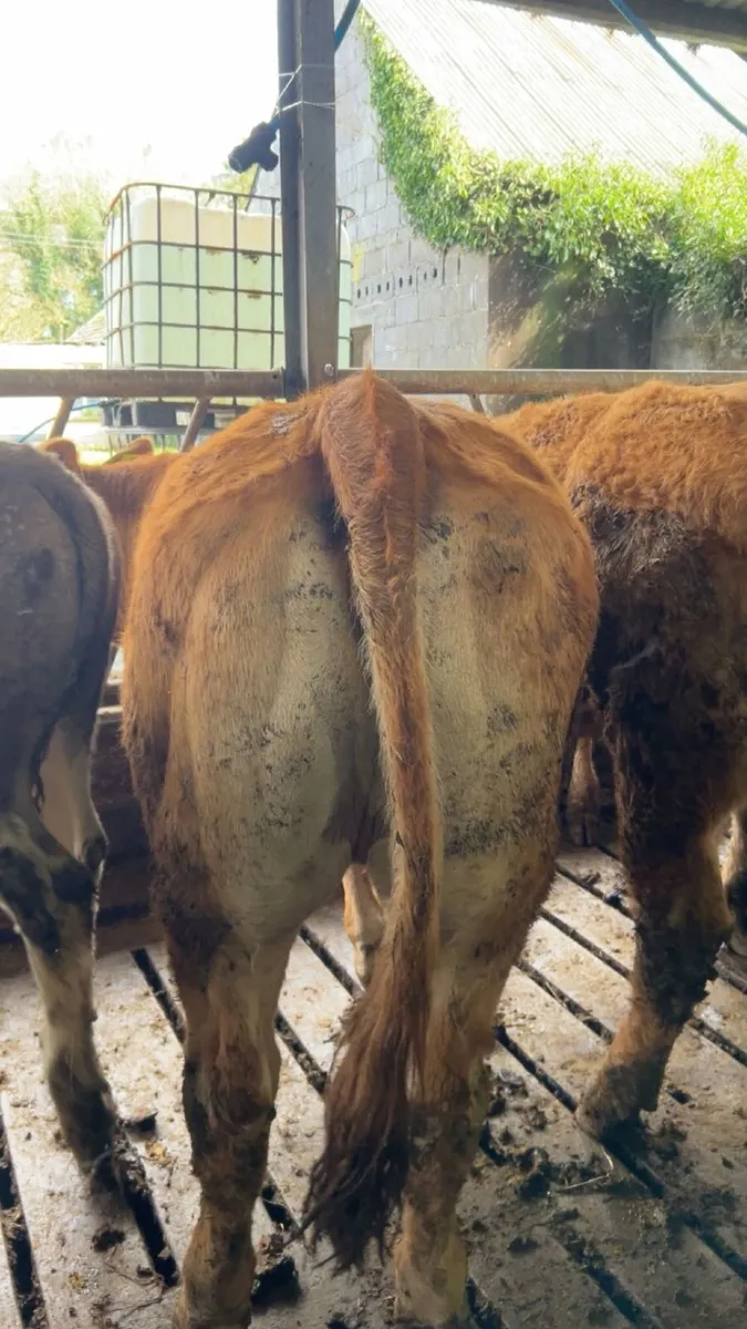 Pedigree Limousin  Heifer ⭐⭐⭐⭐⭐ - Image 2