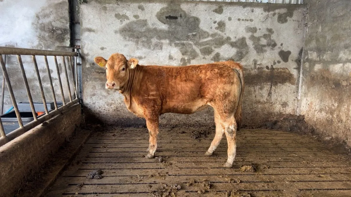 Pedigree Limousin  Heifer ⭐⭐⭐⭐⭐ - Image 3