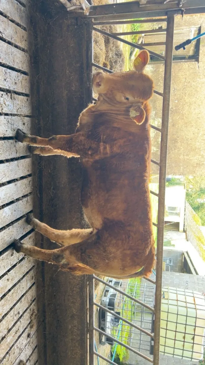 Pedigree Limousin  Heifer ⭐⭐⭐⭐⭐ - Image 4