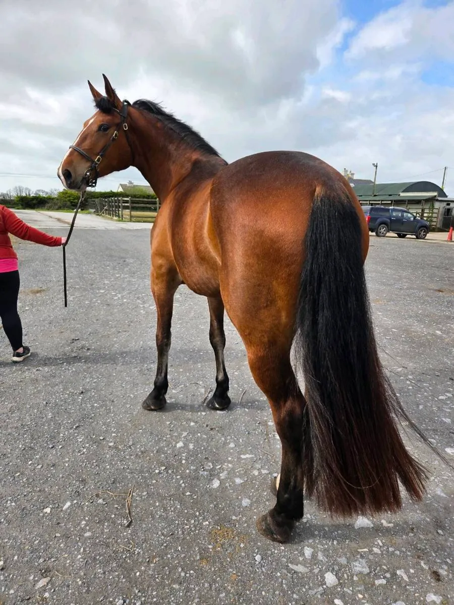 3yr Old Class 1 RID Filly - Image 4