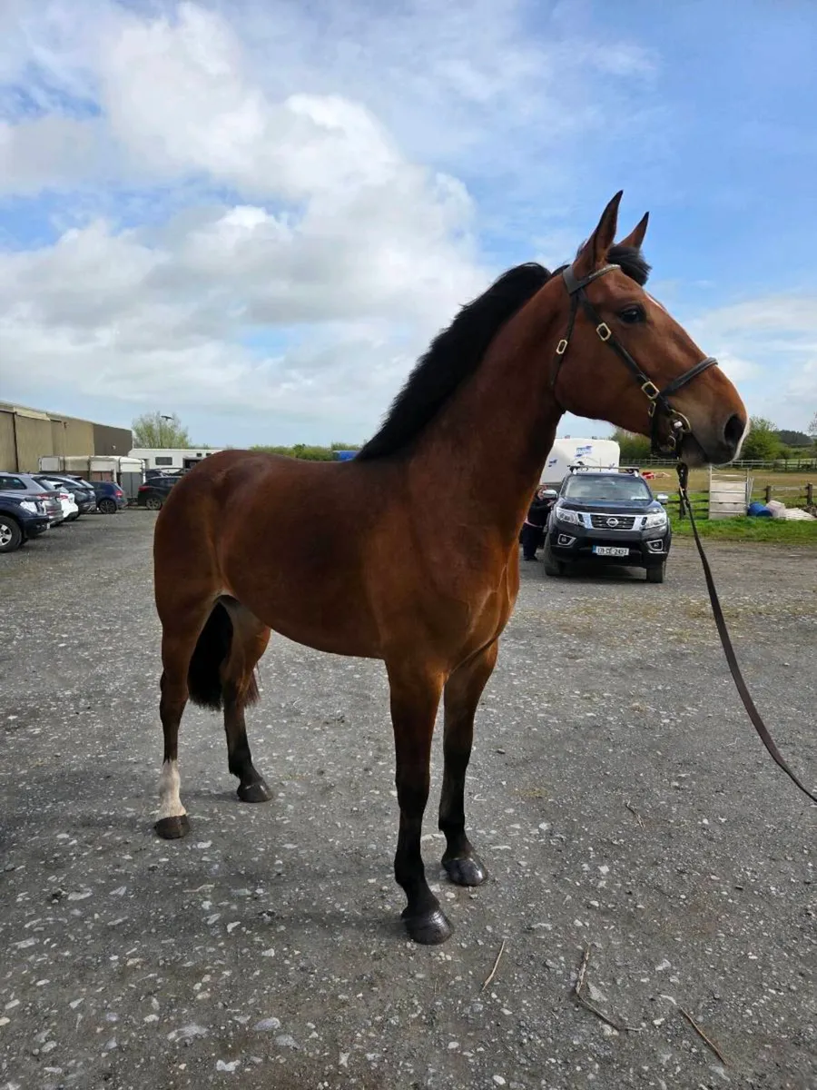 3yr Old Class 1 RID Filly - Image 1
