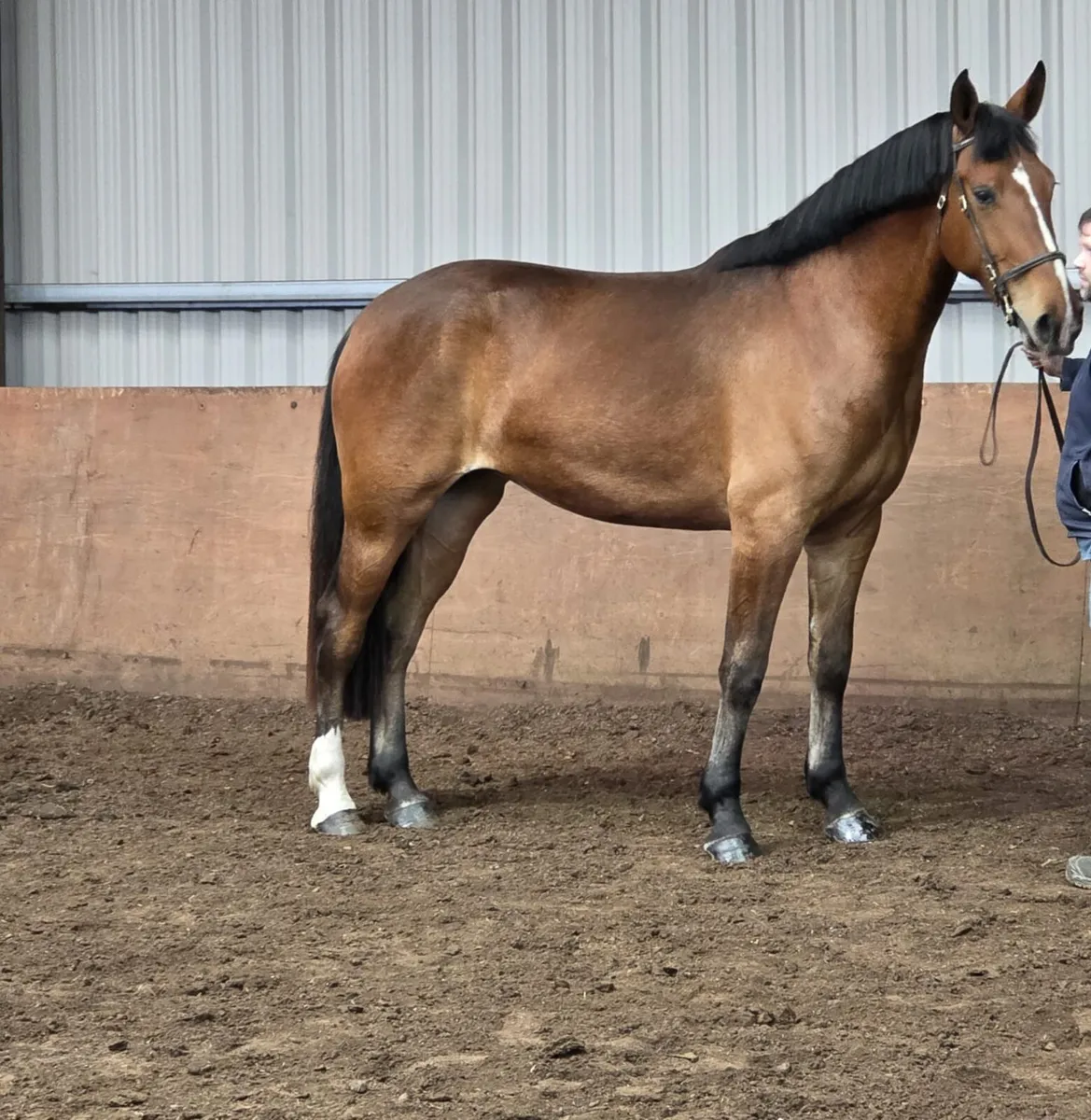 3yr Old Class 1 RID Filly - Image 2
