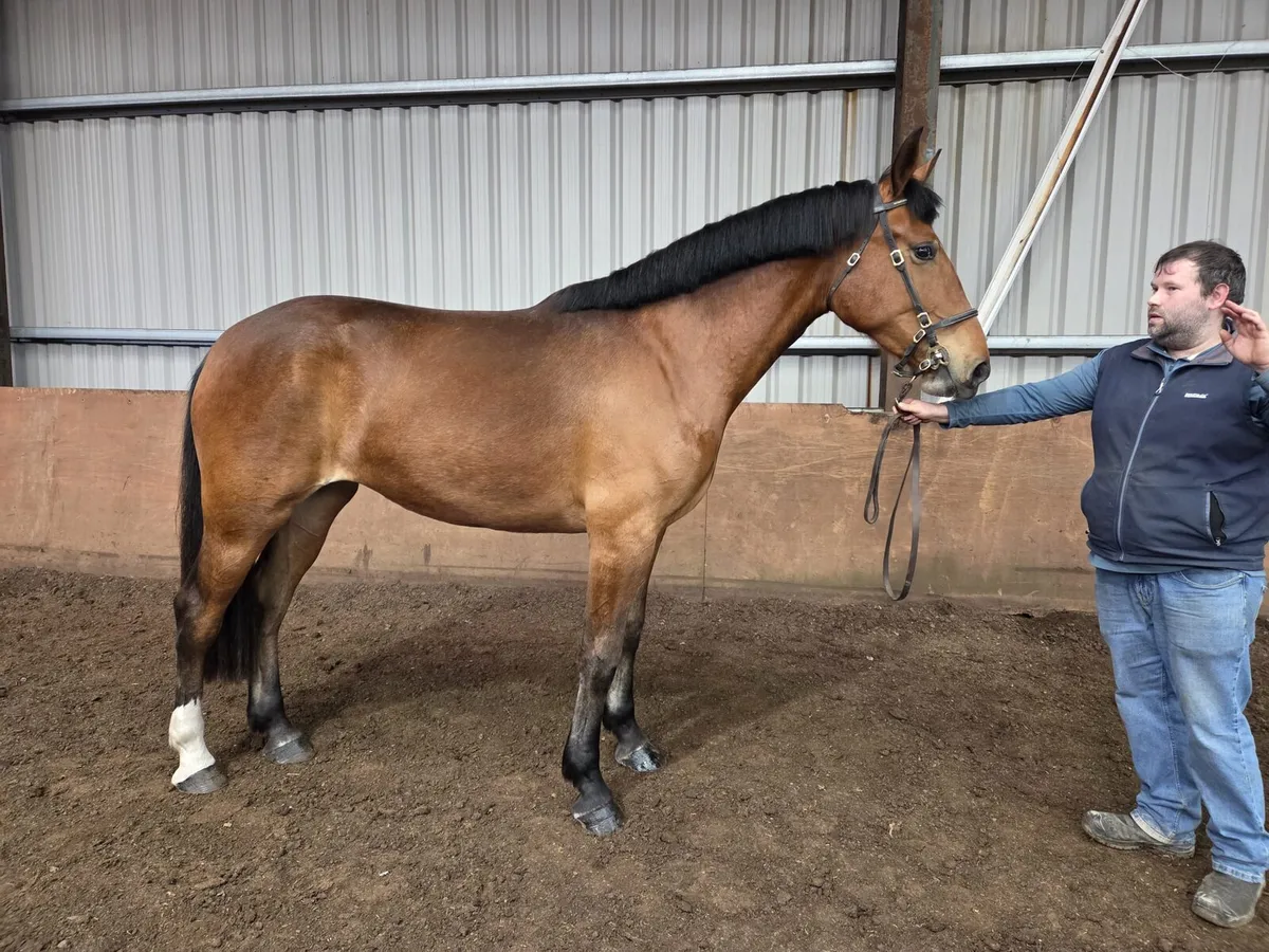 3yr Old Class 1 RID Filly - Image 3