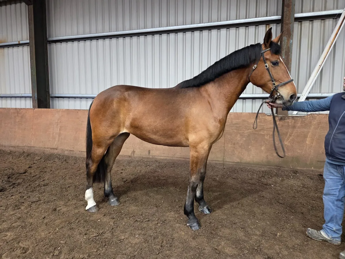 3yr Old Class 1 RID Filly - Image 4