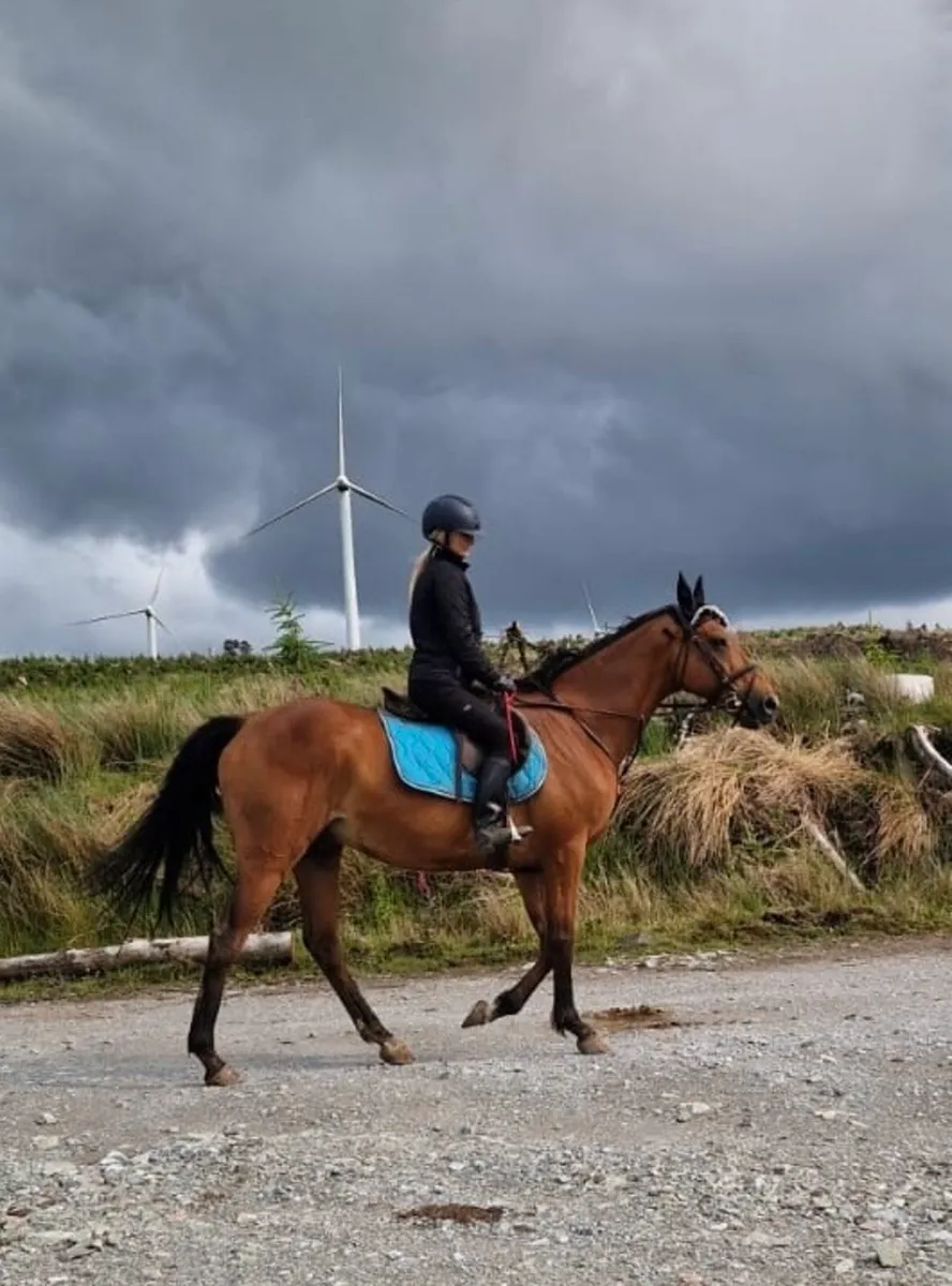 Safe easygoing gelding - Image 1