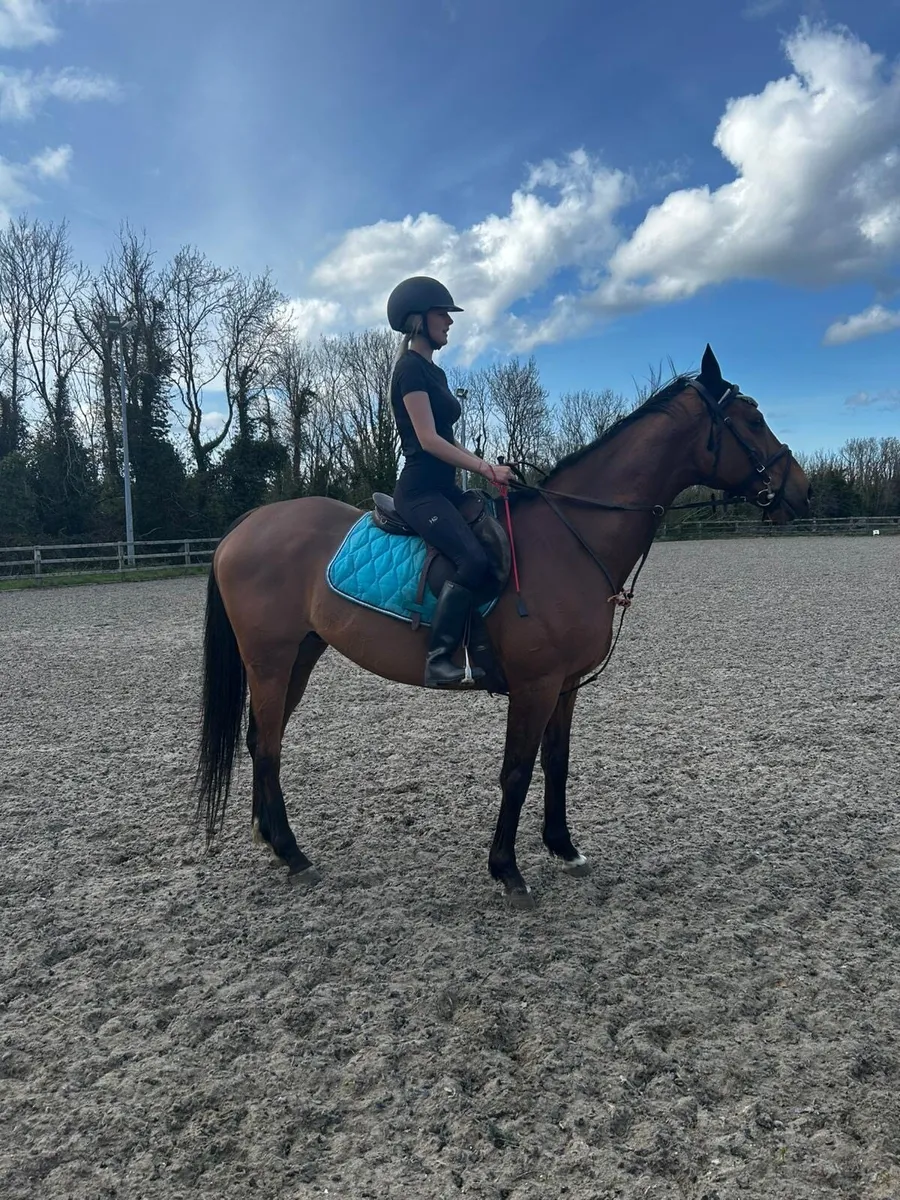 Safe easygoing gelding - Image 2