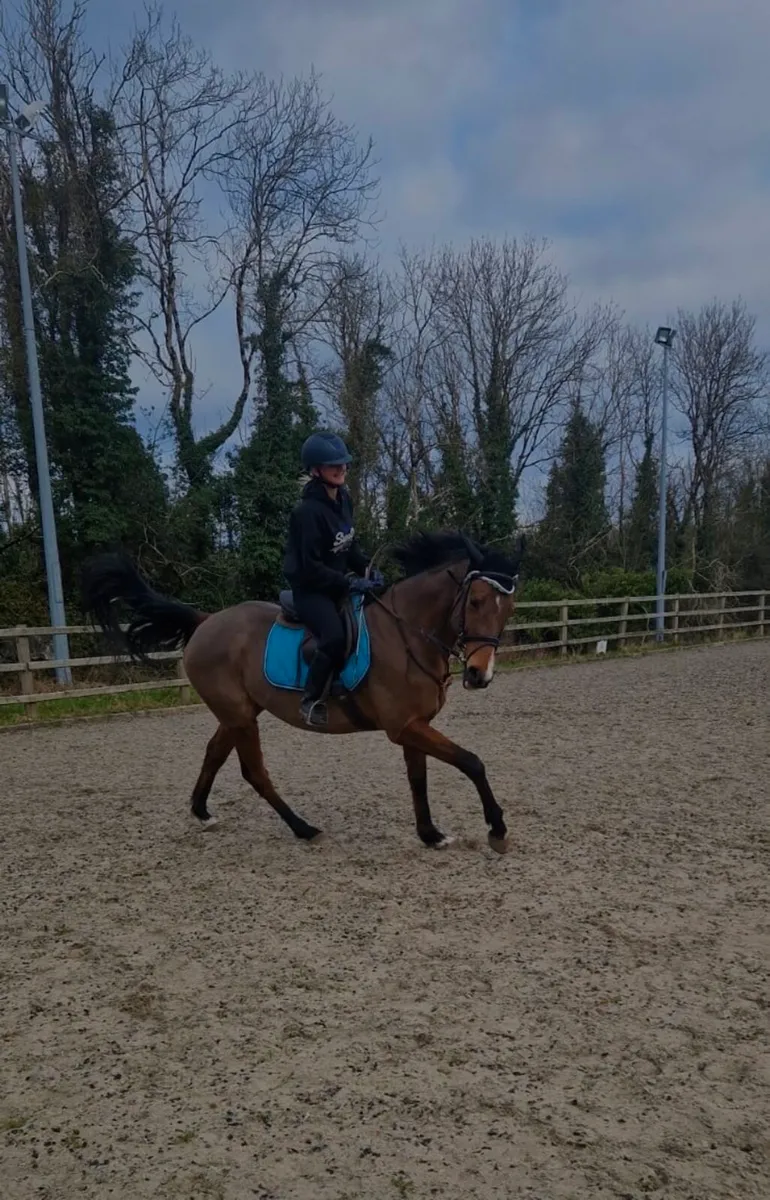 Safe easygoing gelding - Image 3