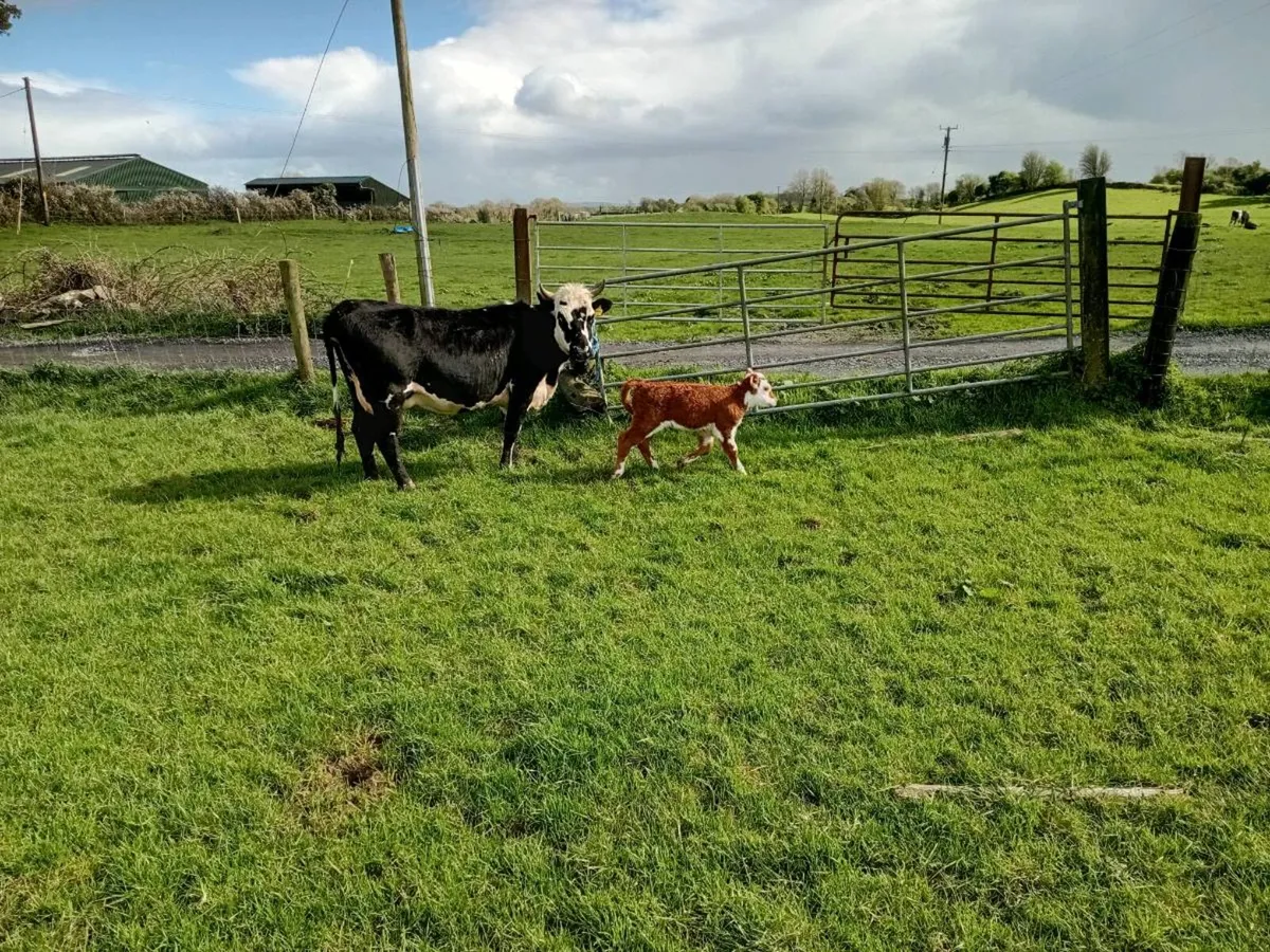 Cow with calf at foot - Image 1