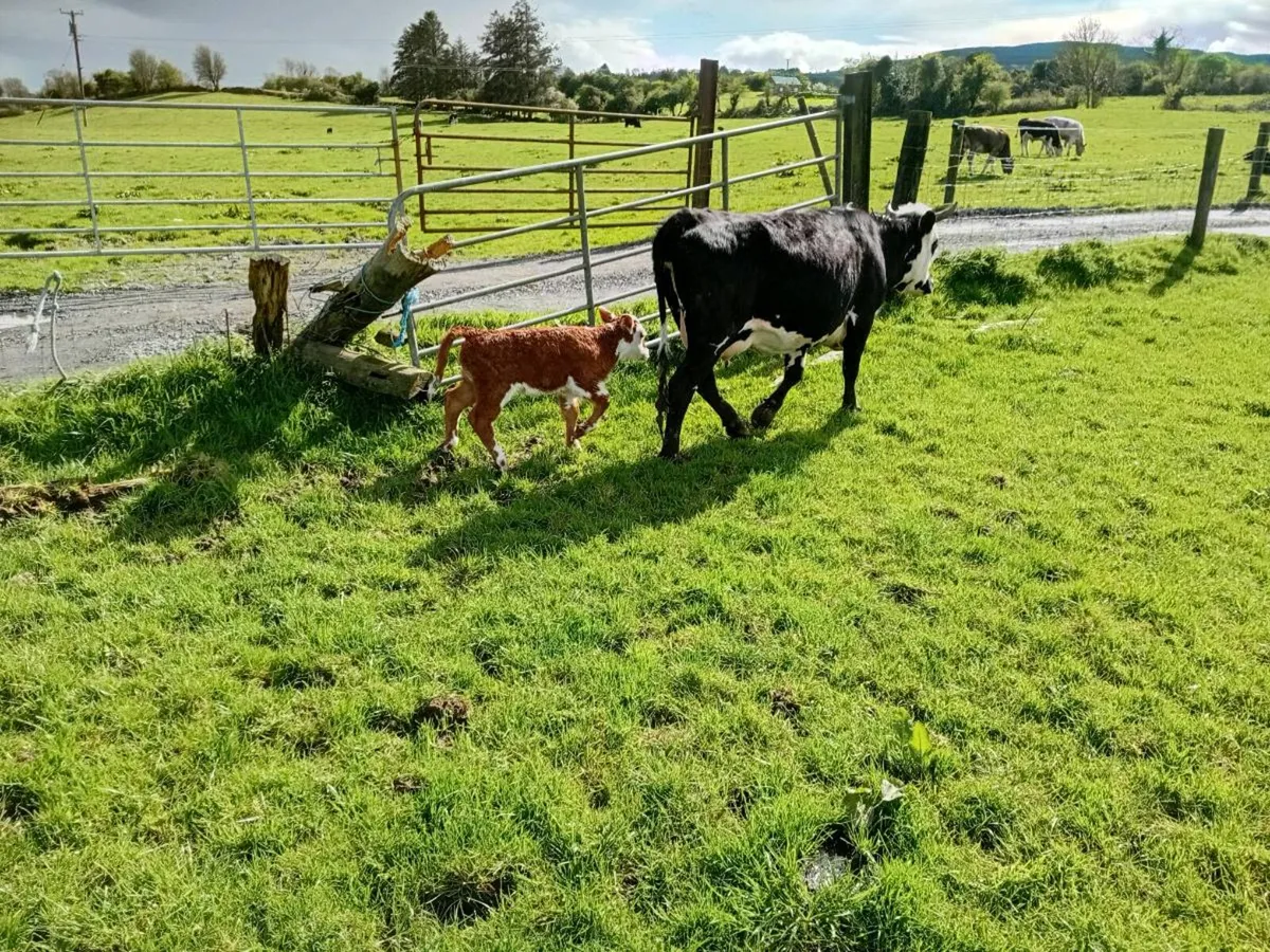 Cow with calf at foot - Image 2