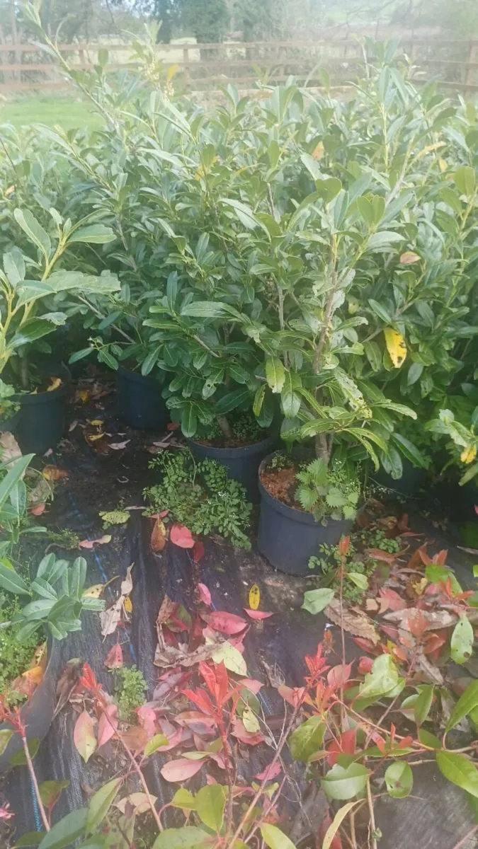 Laurel hedge - Image 1