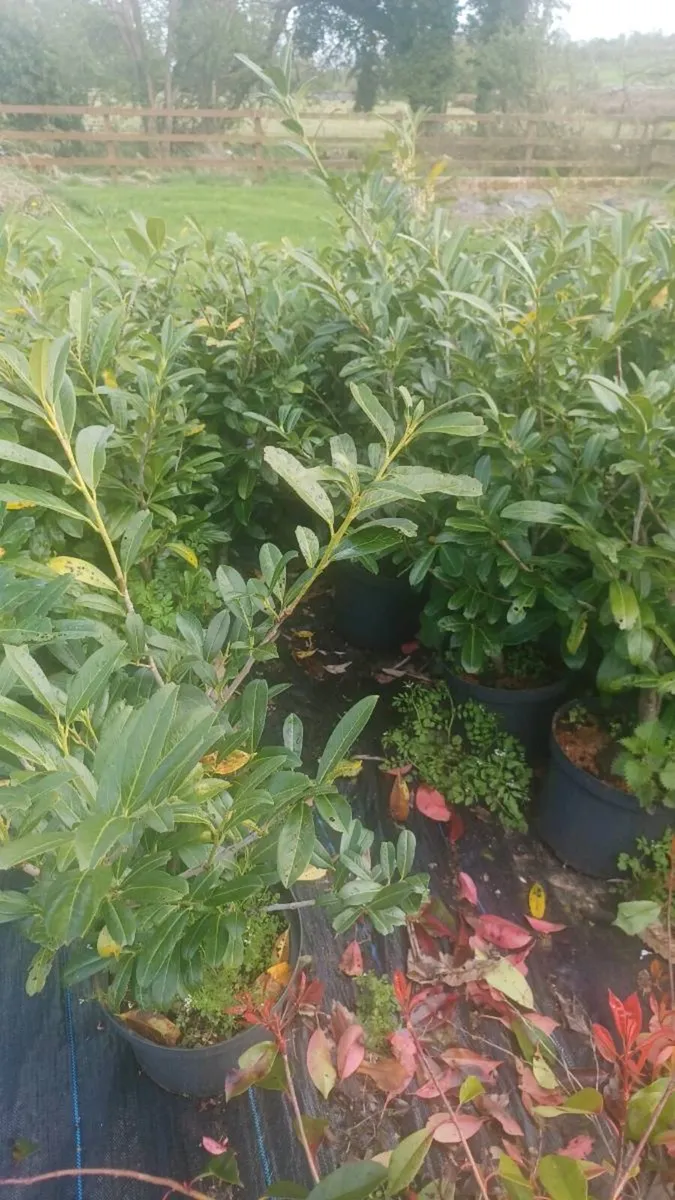 Laurel hedge - Image 2