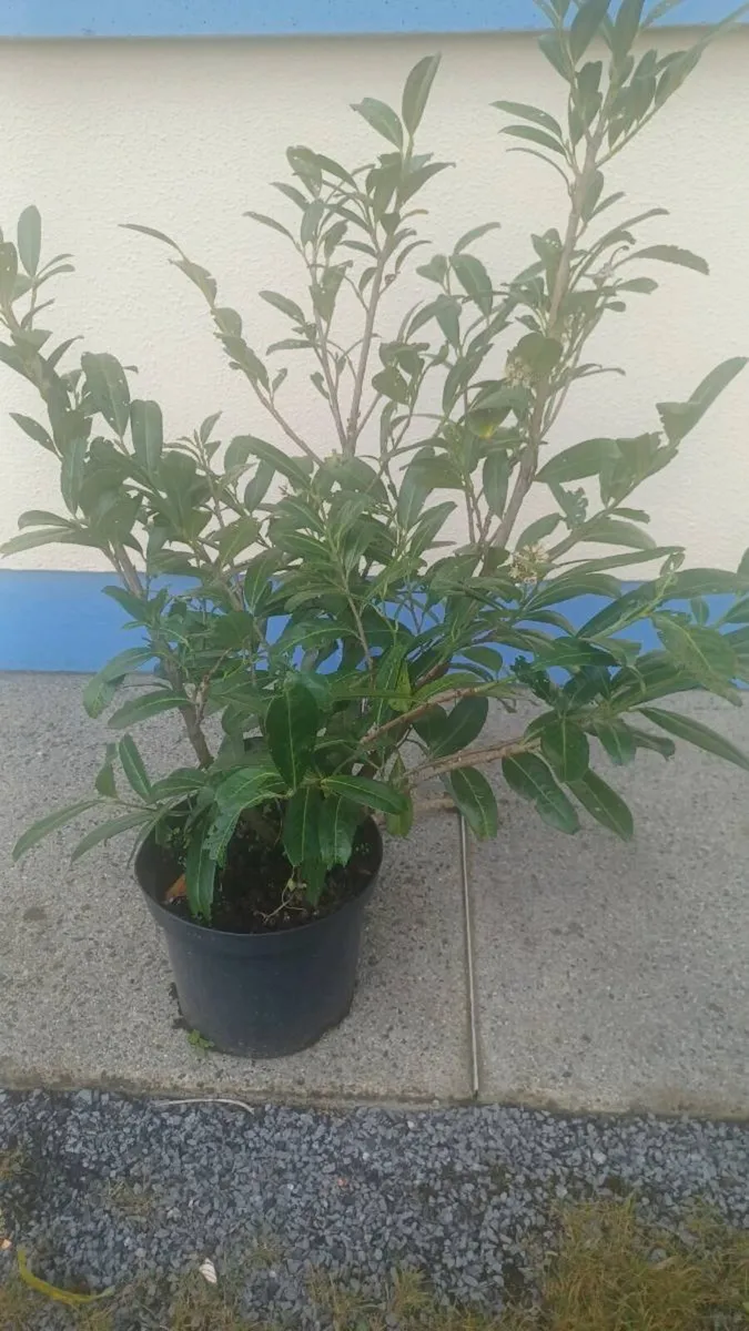 Laurel hedge - Image 3