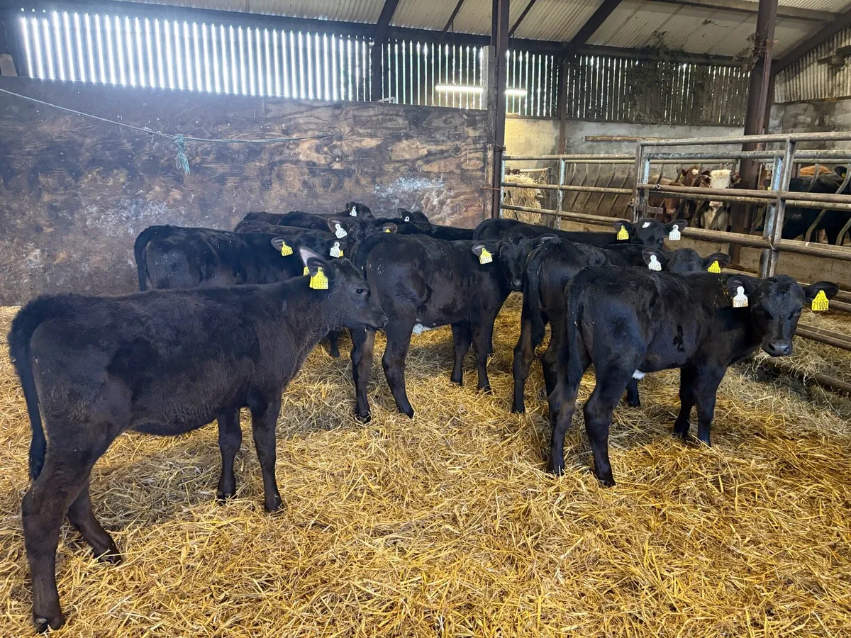 10 4-5 months angus heifer runners for sale - Image 2