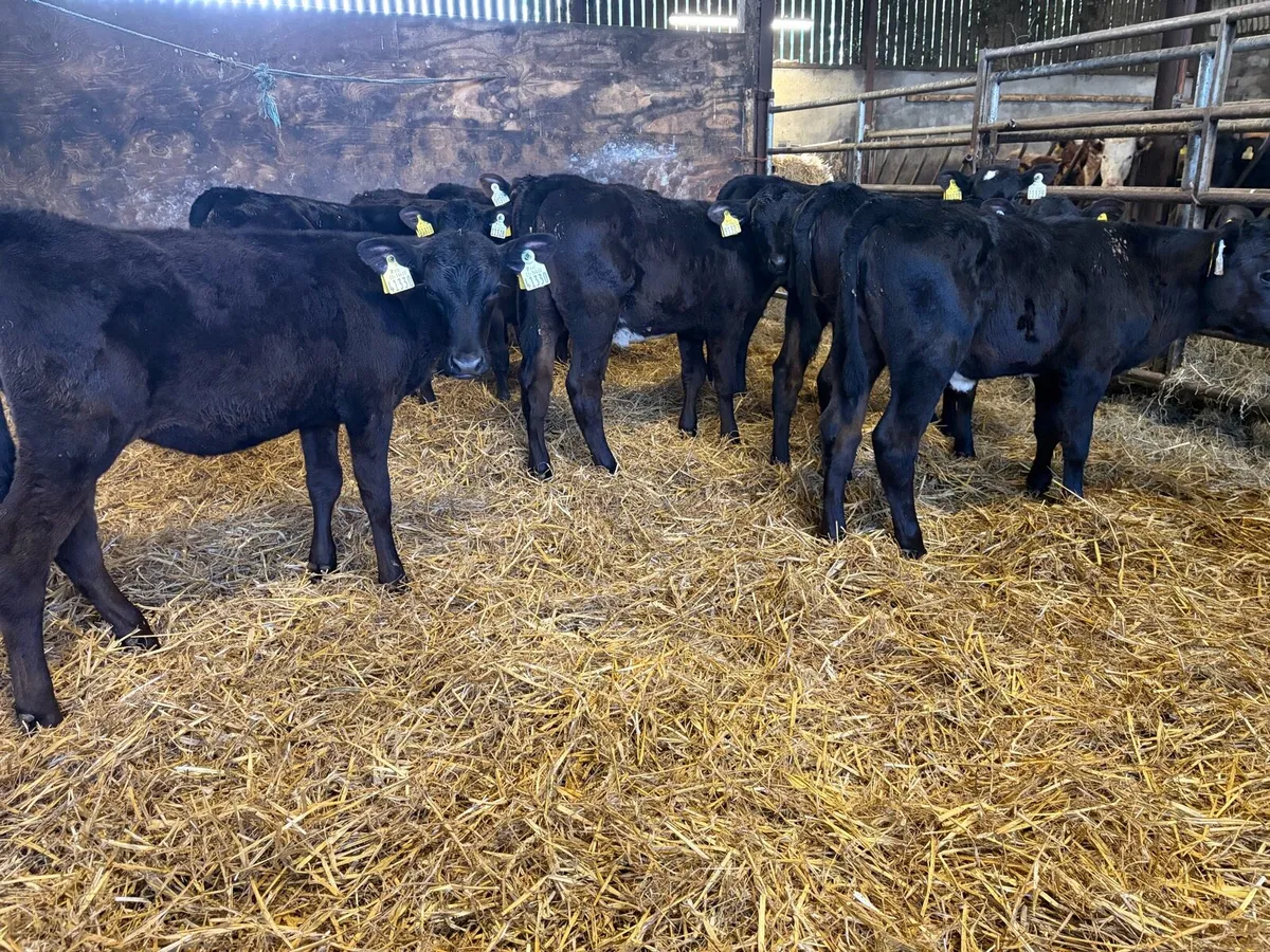 10 4-5 months angus heifer runners for sale - Image 3