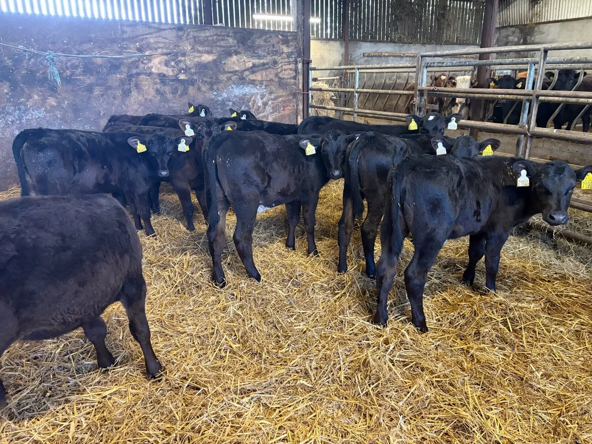 10 4-5 months angus heifer runners for sale - Image 1
