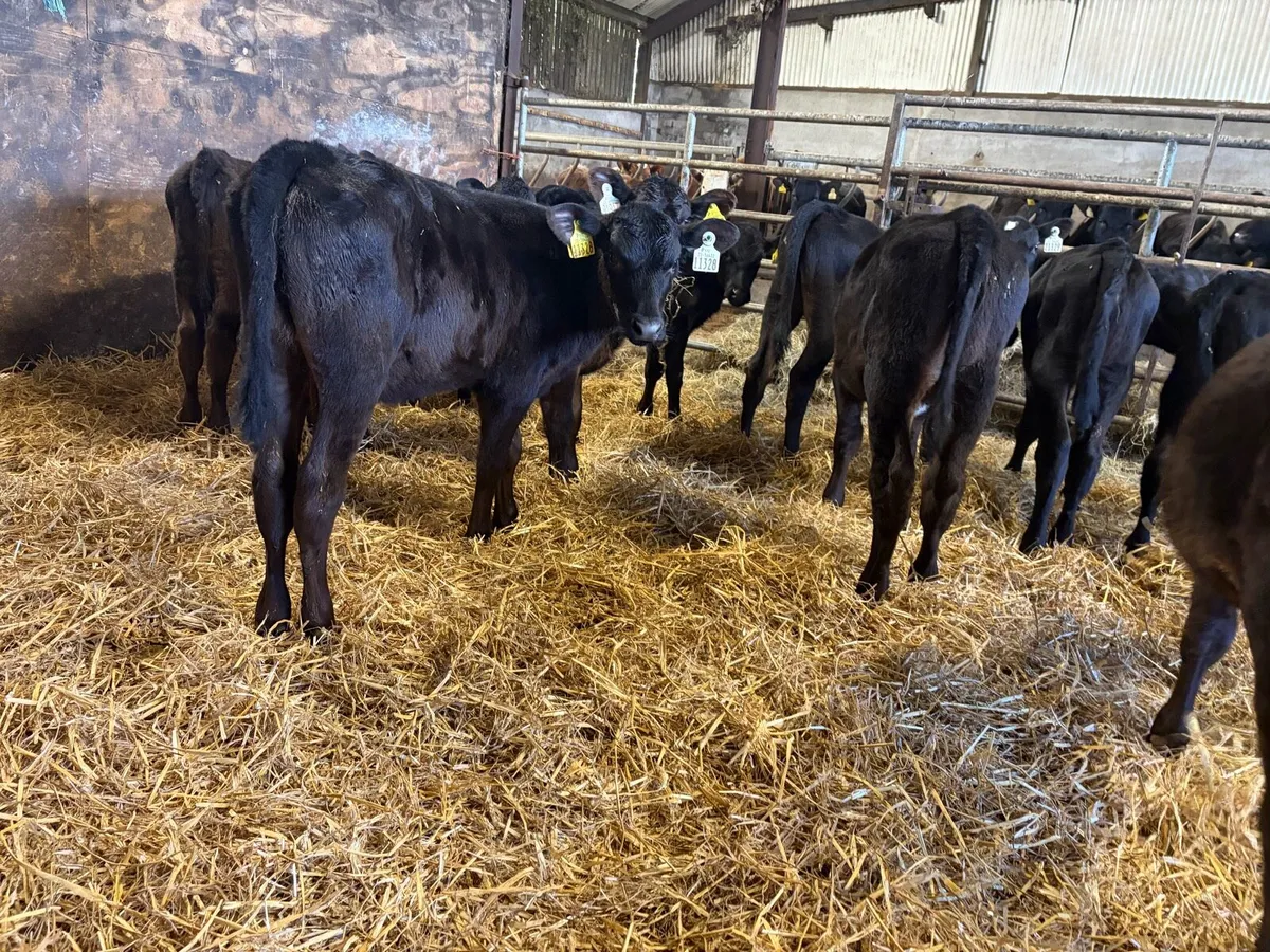 10 4-5 months angus heifer runners for sale - Image 4