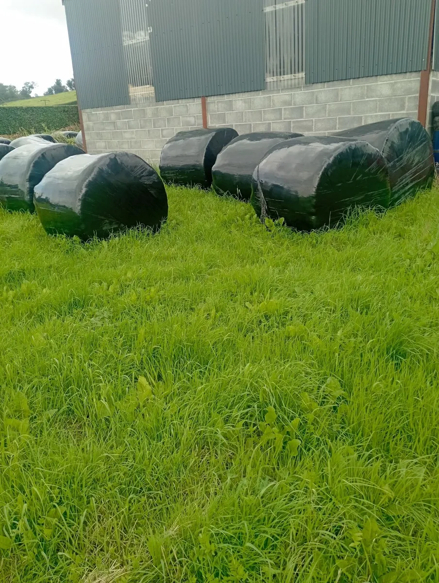 Silage bales