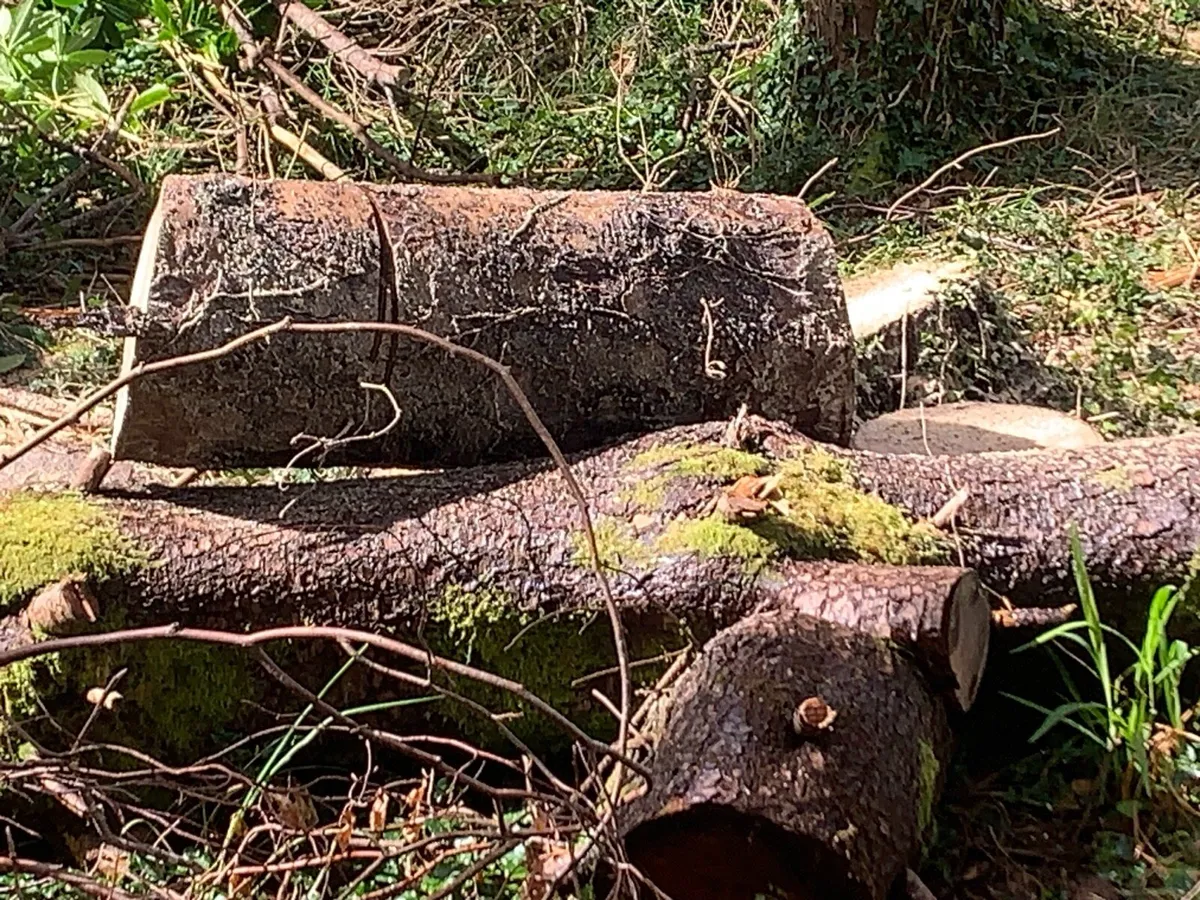 Freshly cut firewood in rounds, trailer load - Image 4