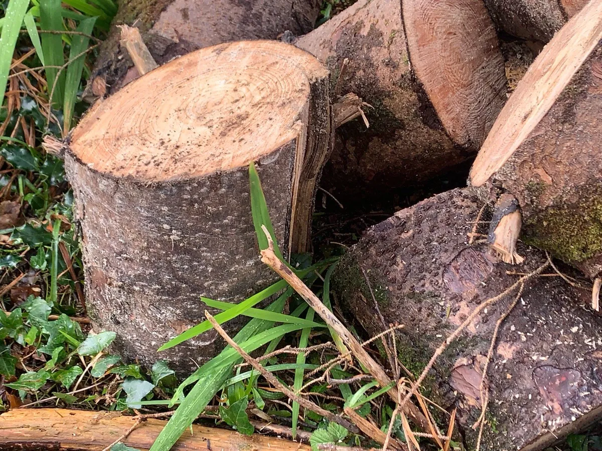 Freshly cut firewood in rounds, trailer load - Image 1