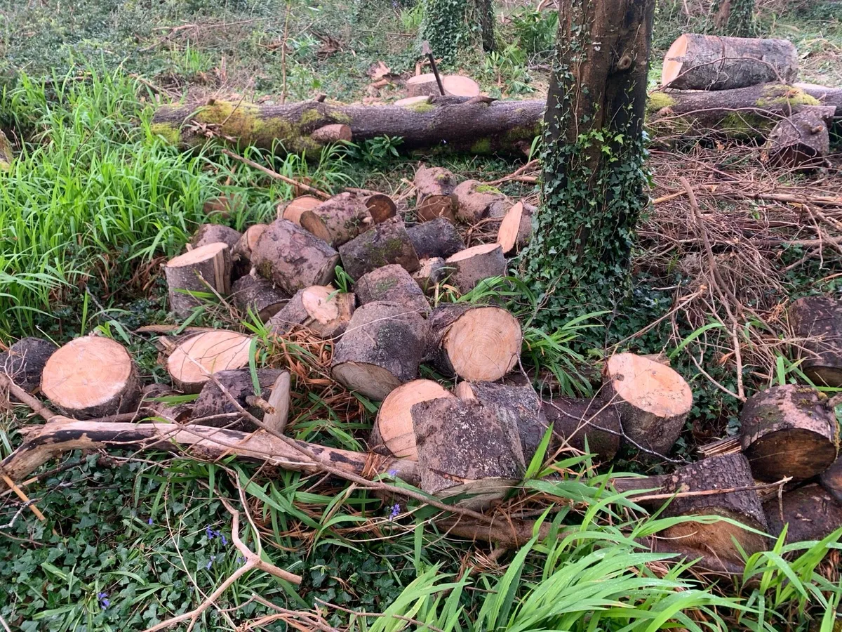 Freshly cut firewood in rounds, trailer load - Image 3