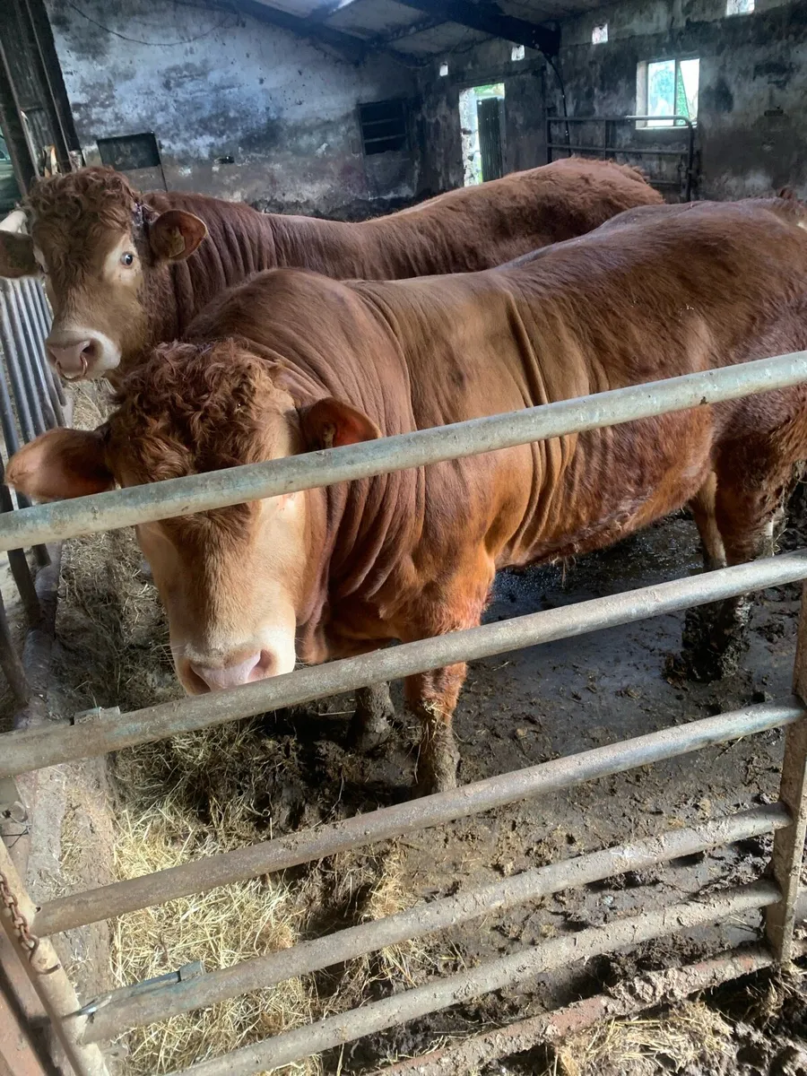 Limousins  PUREBRED bulls and heifers