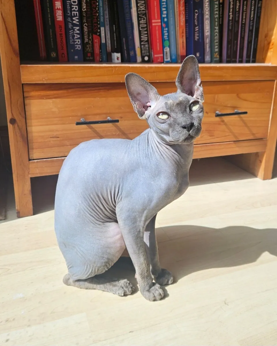 Rehoming Sphynx Pair - Image 1