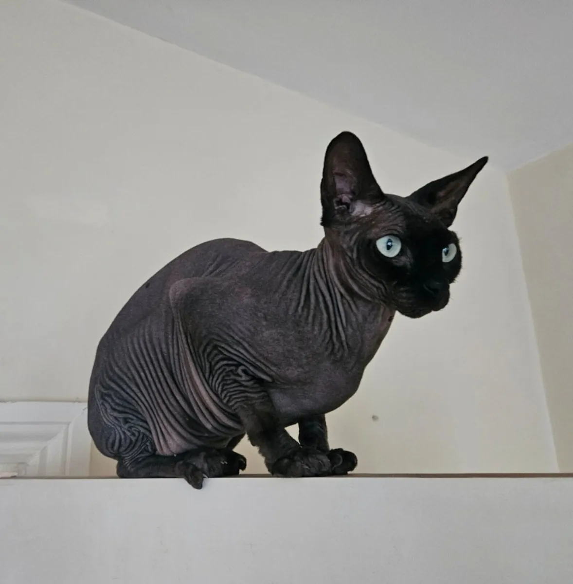 Rehoming Sphynx Pair - Image 2