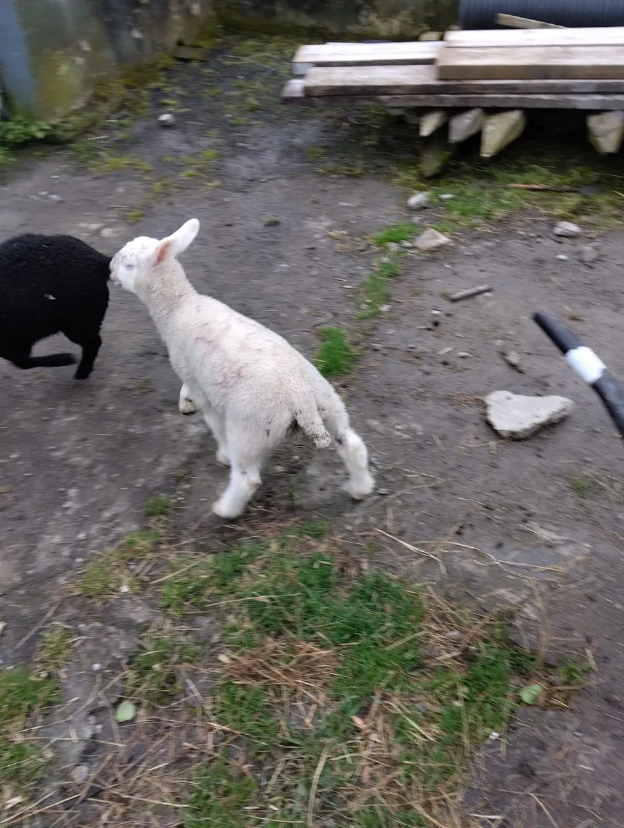 Large beltex ram lambs €140 - Image 2