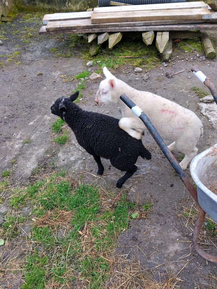 Large beltex ram lambs €140 - Image 1