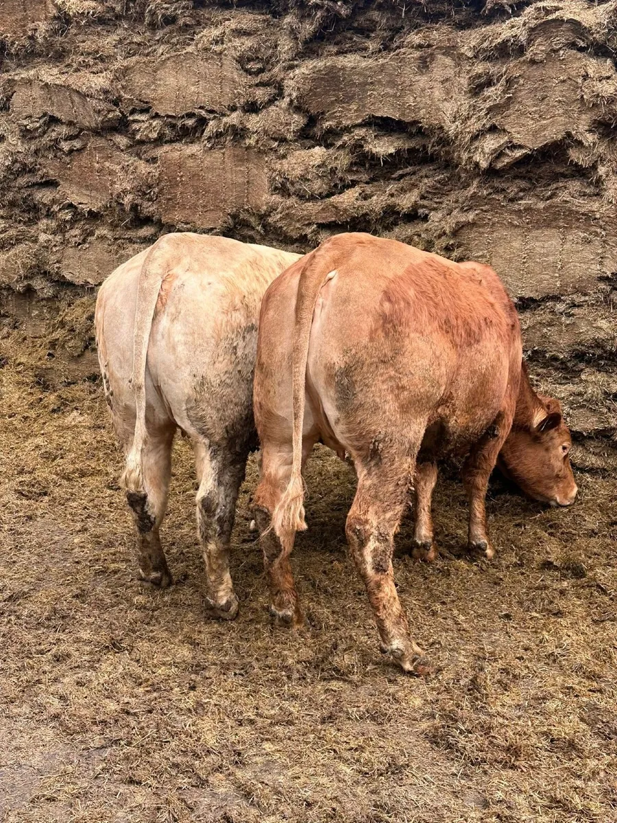 Suckler Sale Ballybay Mart - Image 2