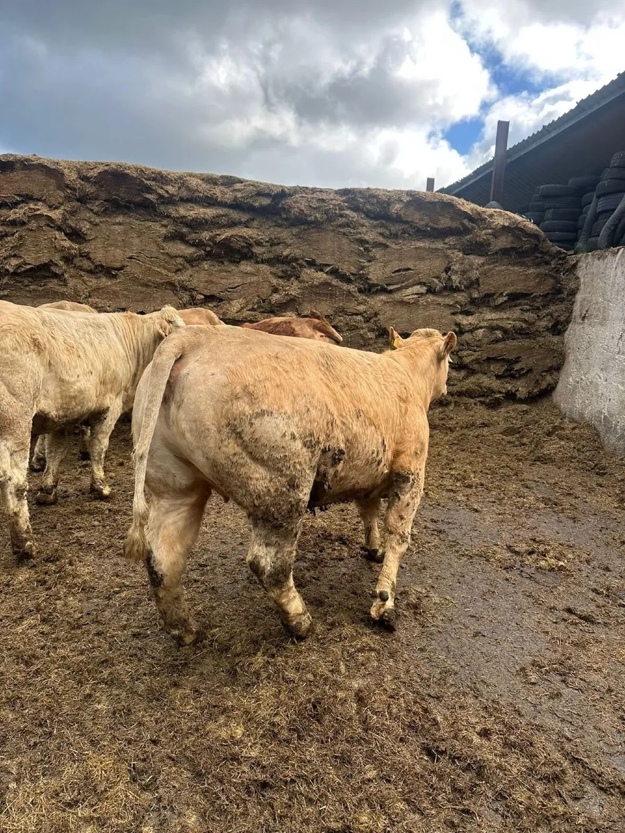 Suckler Sale Ballybay Mart - Image 3