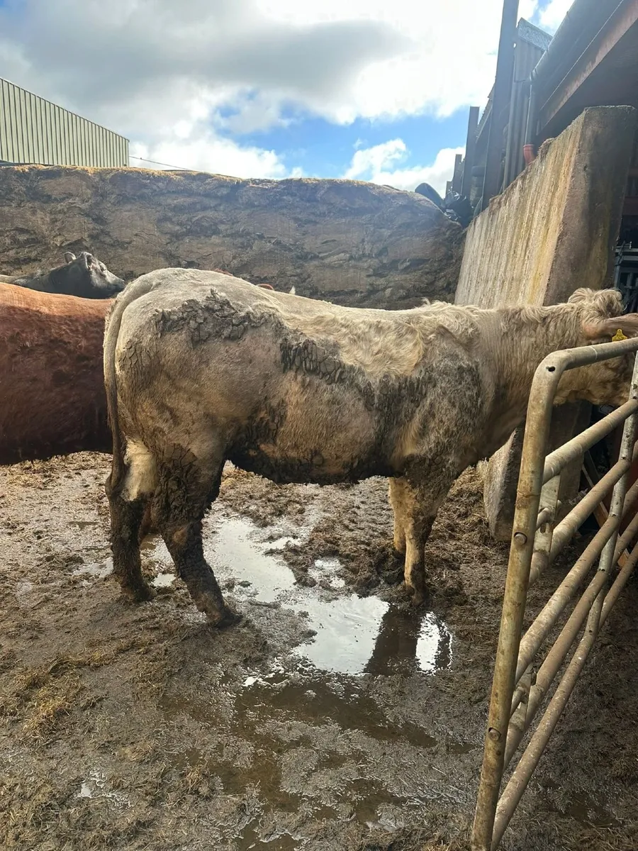 Suckler Sale Ballybay Mart - Image 4