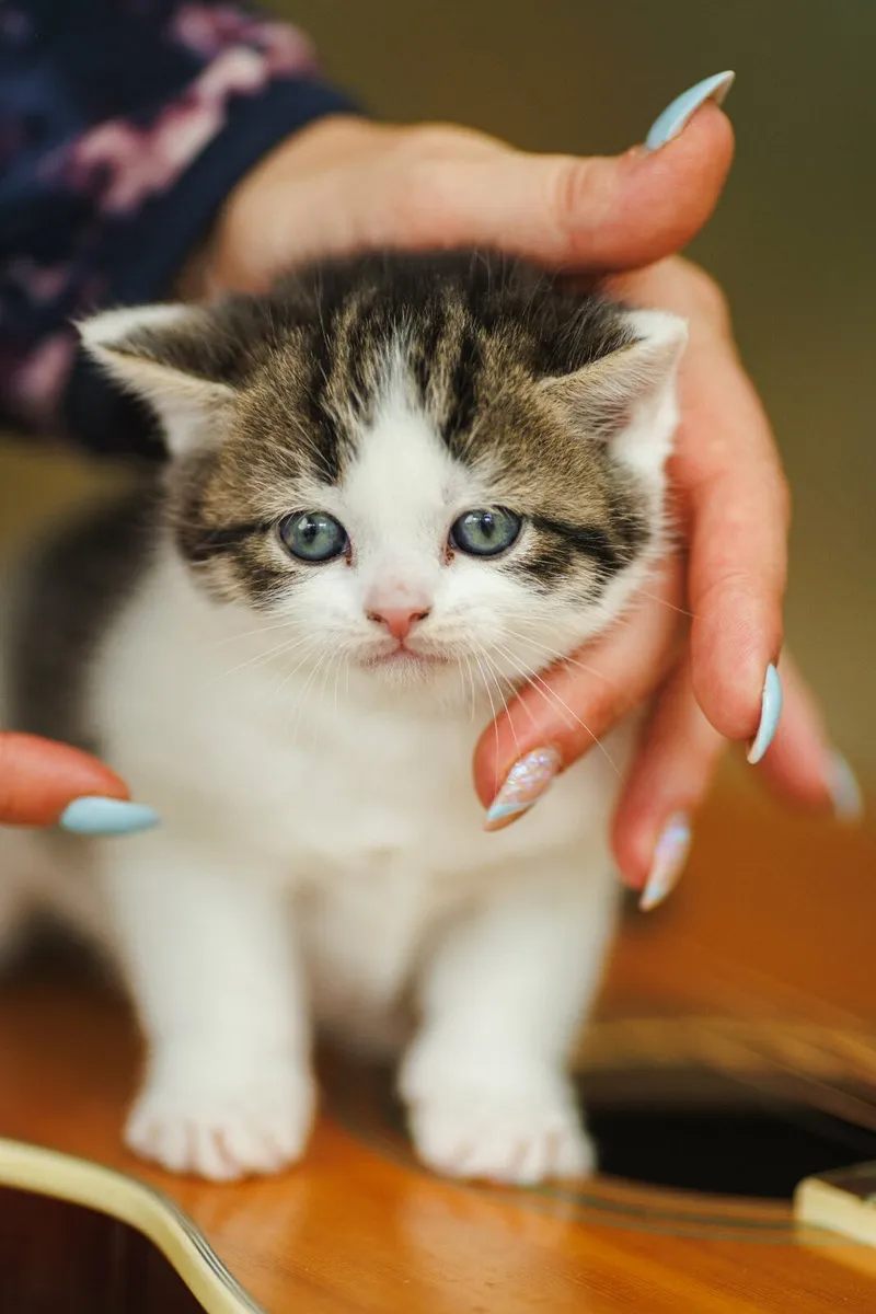 Male kitten for sale - Image 1