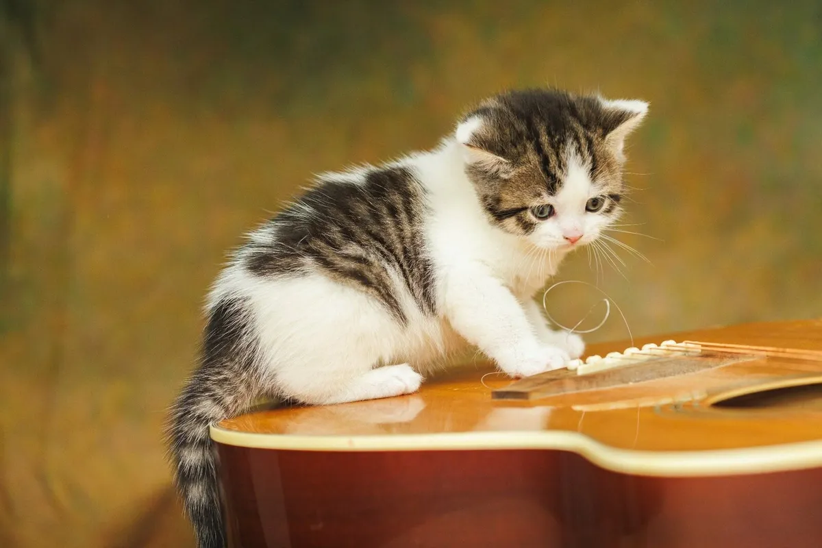 Male kitten for sale - Image 2