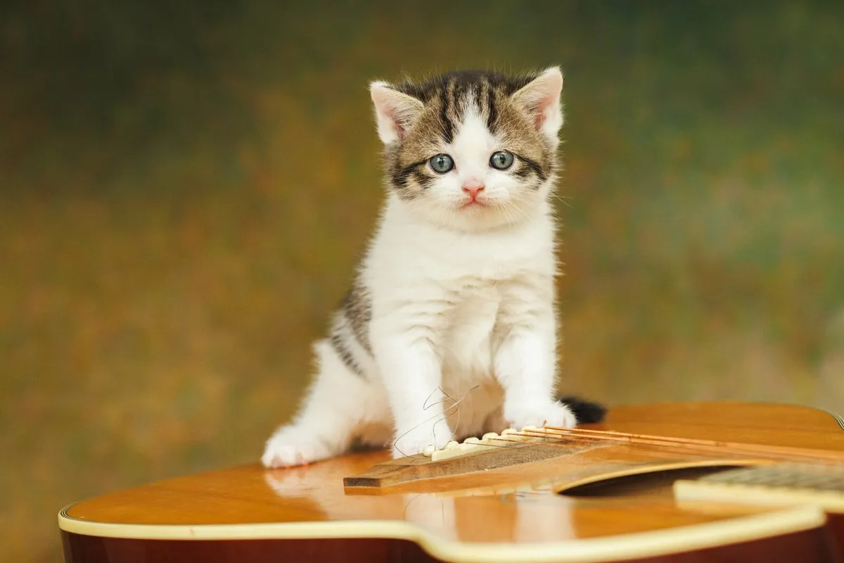 Male kitten for sale - Image 3