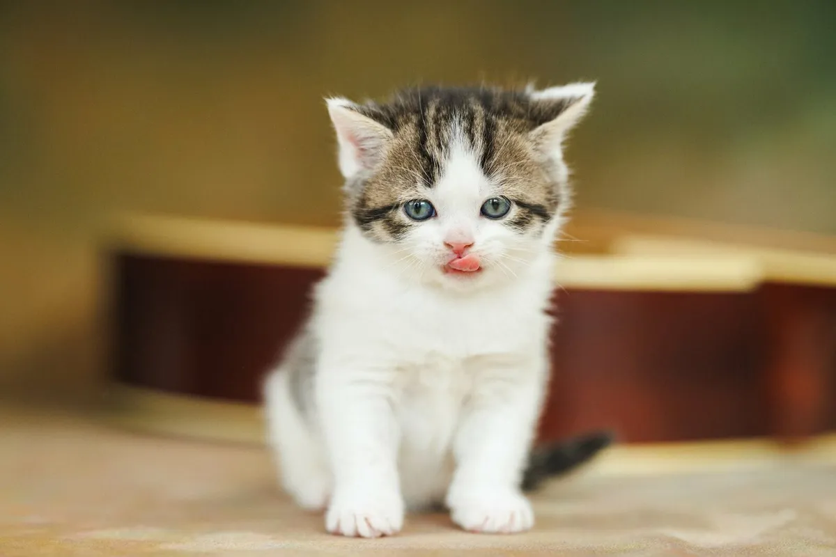 Male kitten for sale - Image 4