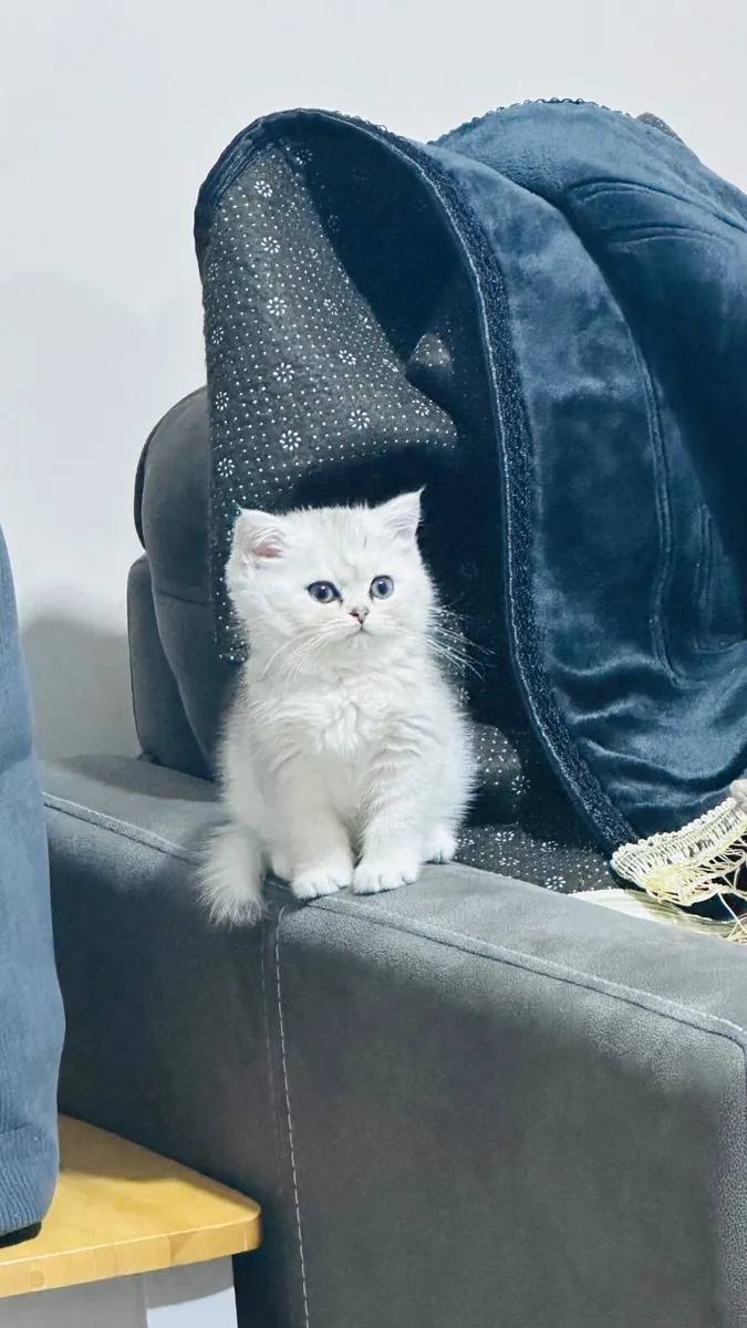 Kitten Layla - Image 2