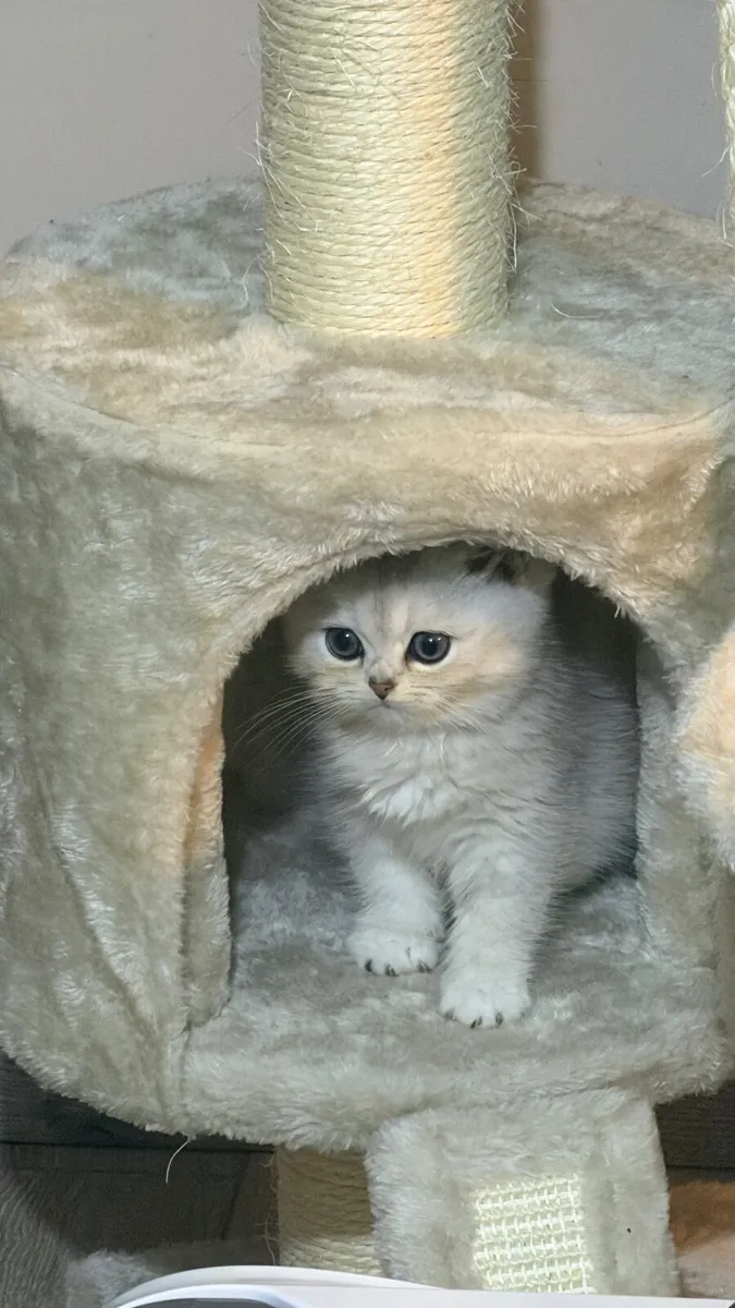 Kitten Layla - Image 3