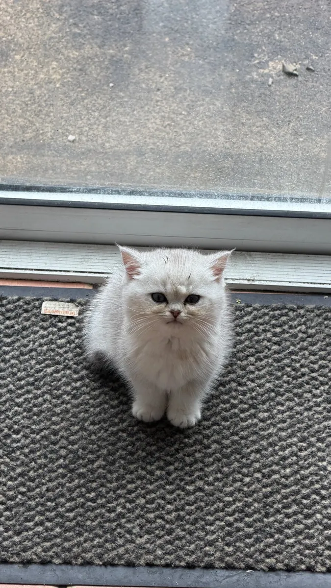 Kitten Layla - Image 4