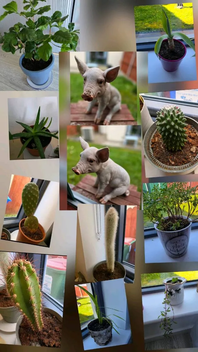 Flowers & garden pig - Image 1