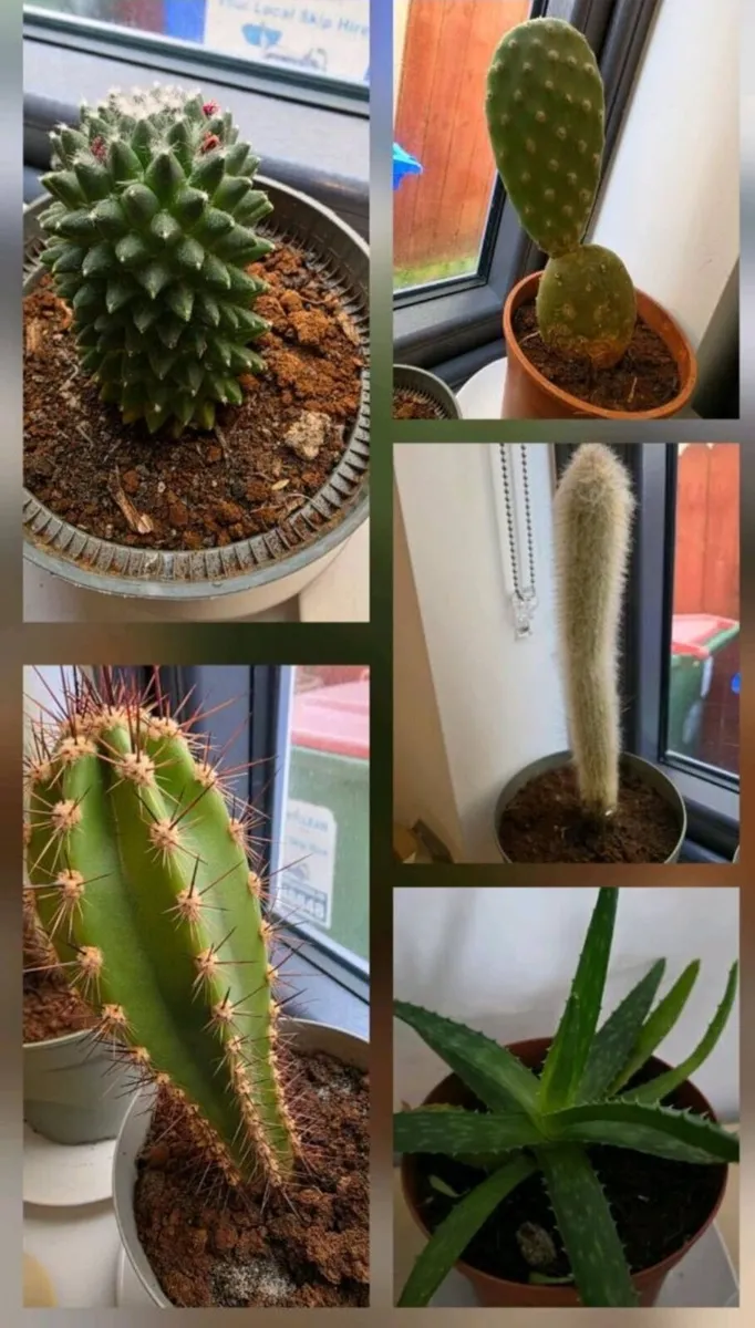 Flowers & garden pig - Image 3