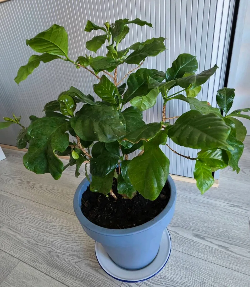 Flowers & garden pig - Image 4