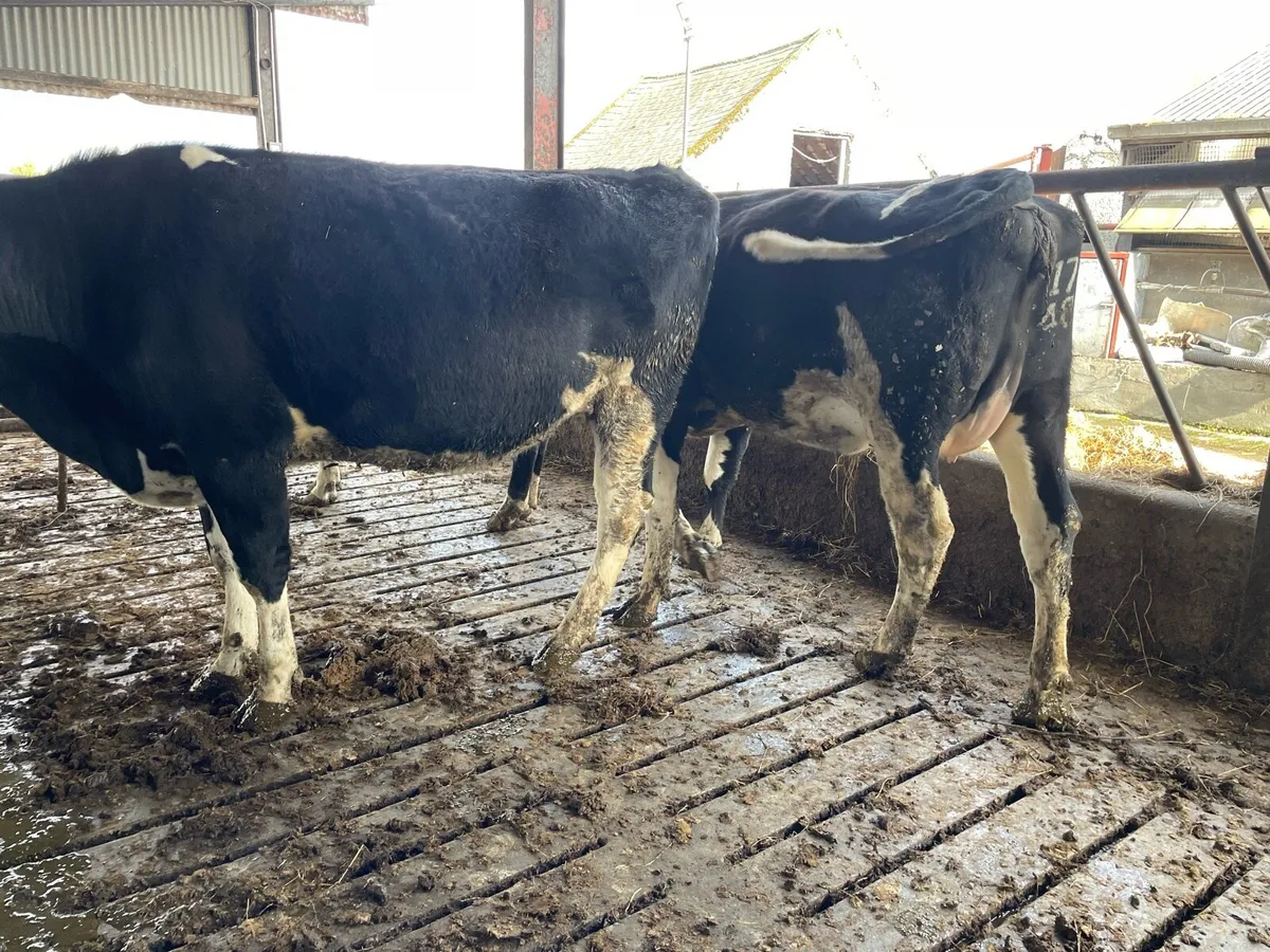 2 heifers 1 cow - Image 1