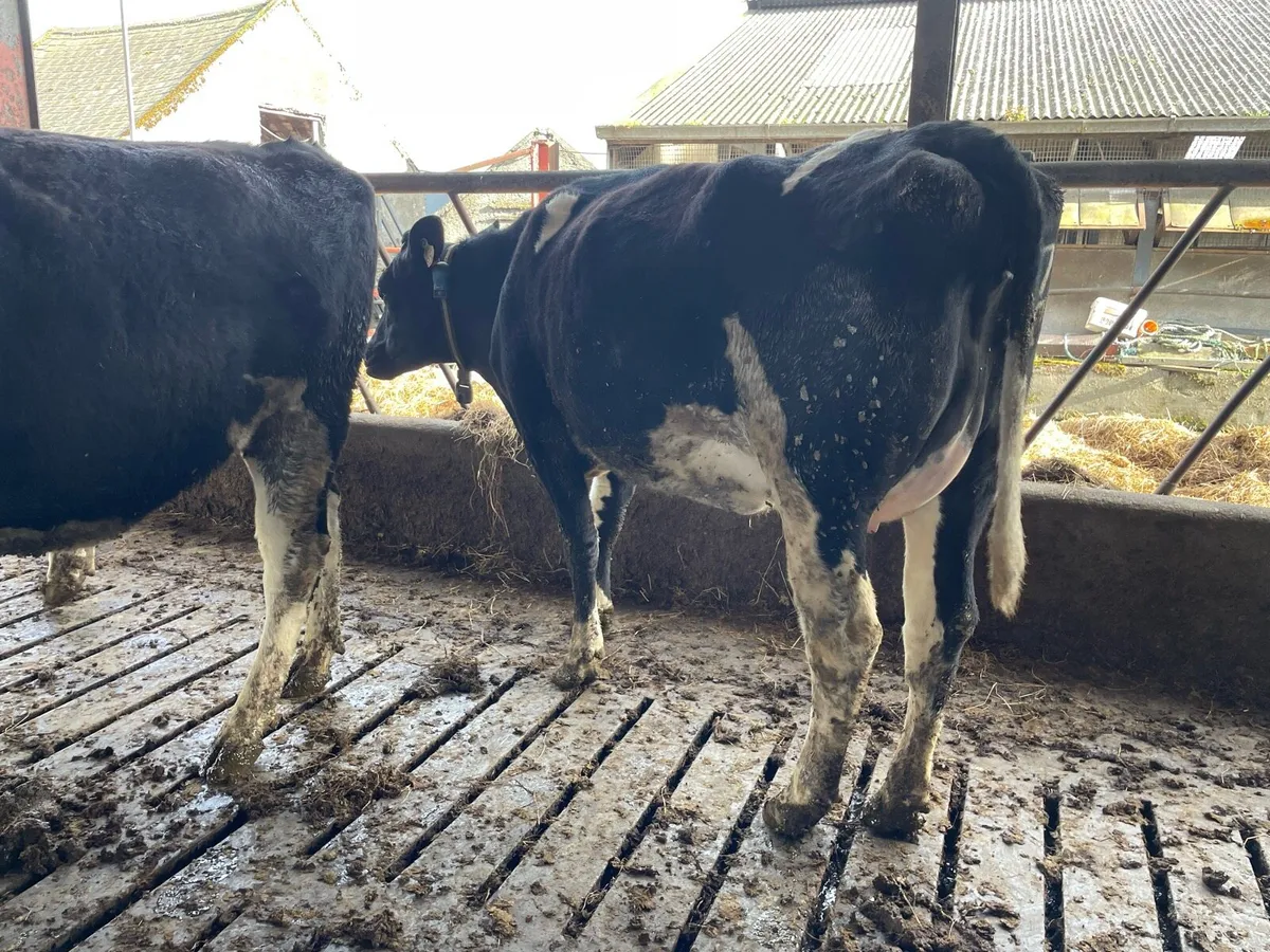 2 heifers 1 cow - Image 2