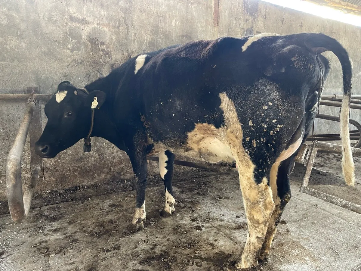 2 heifers 1 cow - Image 3