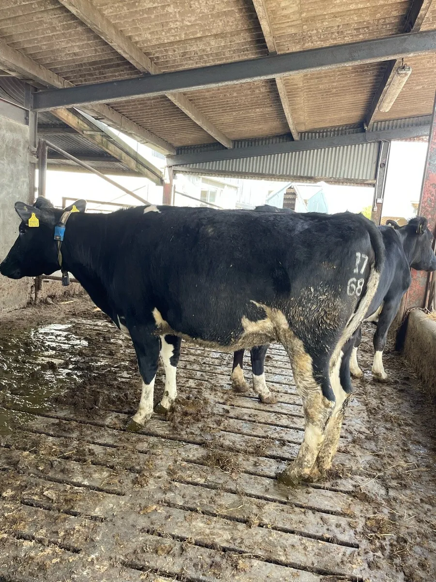 2 heifers 1 cow - Image 4