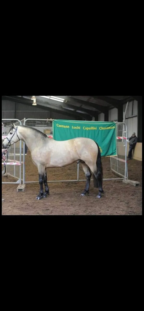 Class 1 Connemara Pony Stallion - Image 1